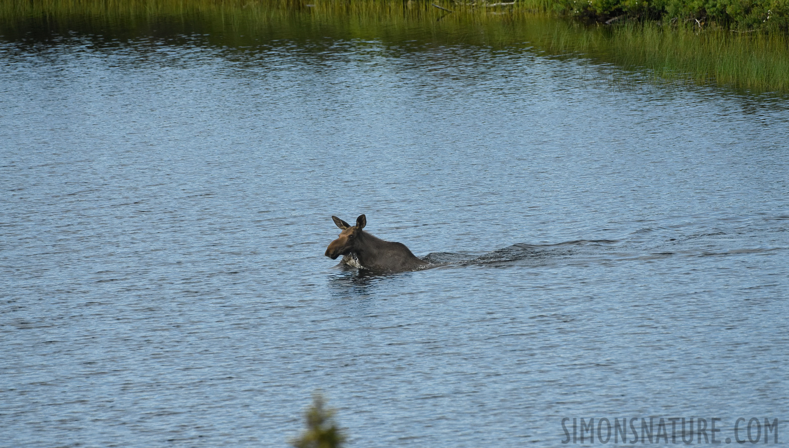 Alces alces americana [400 mm, 1/3200 sec at f / 7.1, ISO 1600]